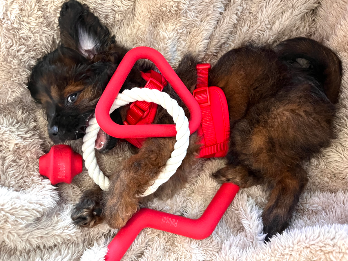 Interactive Toys That Every Work-from-Home Dog Parent Needs